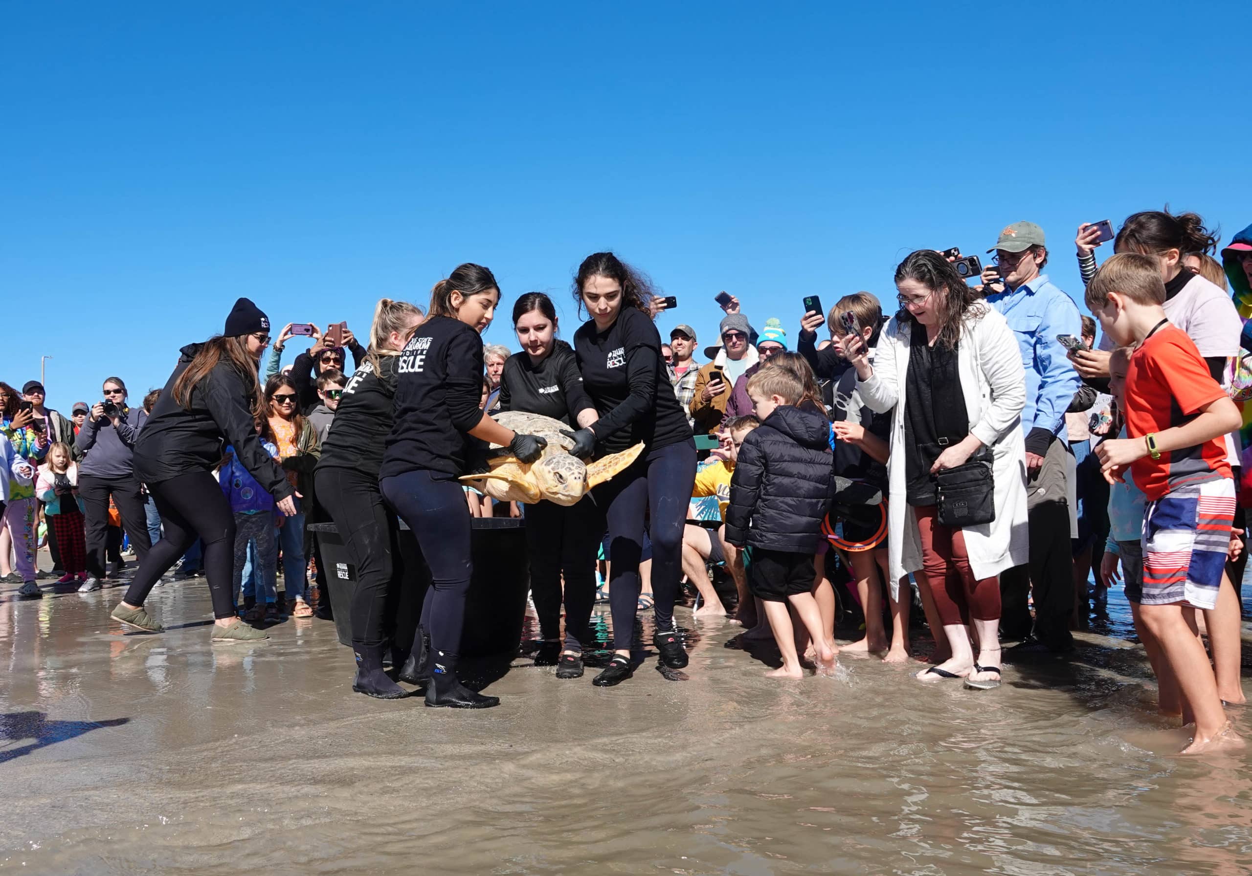 Image of Texas State Aquarium Releases Nine Endangered Loggerhead Sea Turtles
