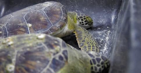 Stranded Sea Turtles Rescued and Receiving Treatment at Texas State Aquarium Image of Stranded Sea Turtles Rescued and Receiving Treatment at Texas State Aquarium