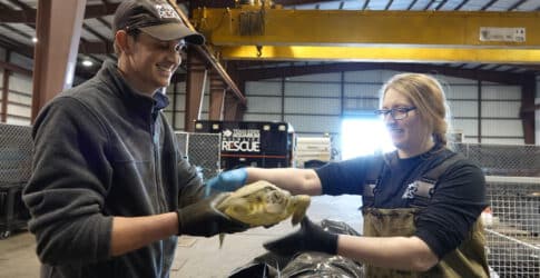 Image of Texas State Aquarium Responds to Over Two Hundred Cold-Stunned Sea Turtles