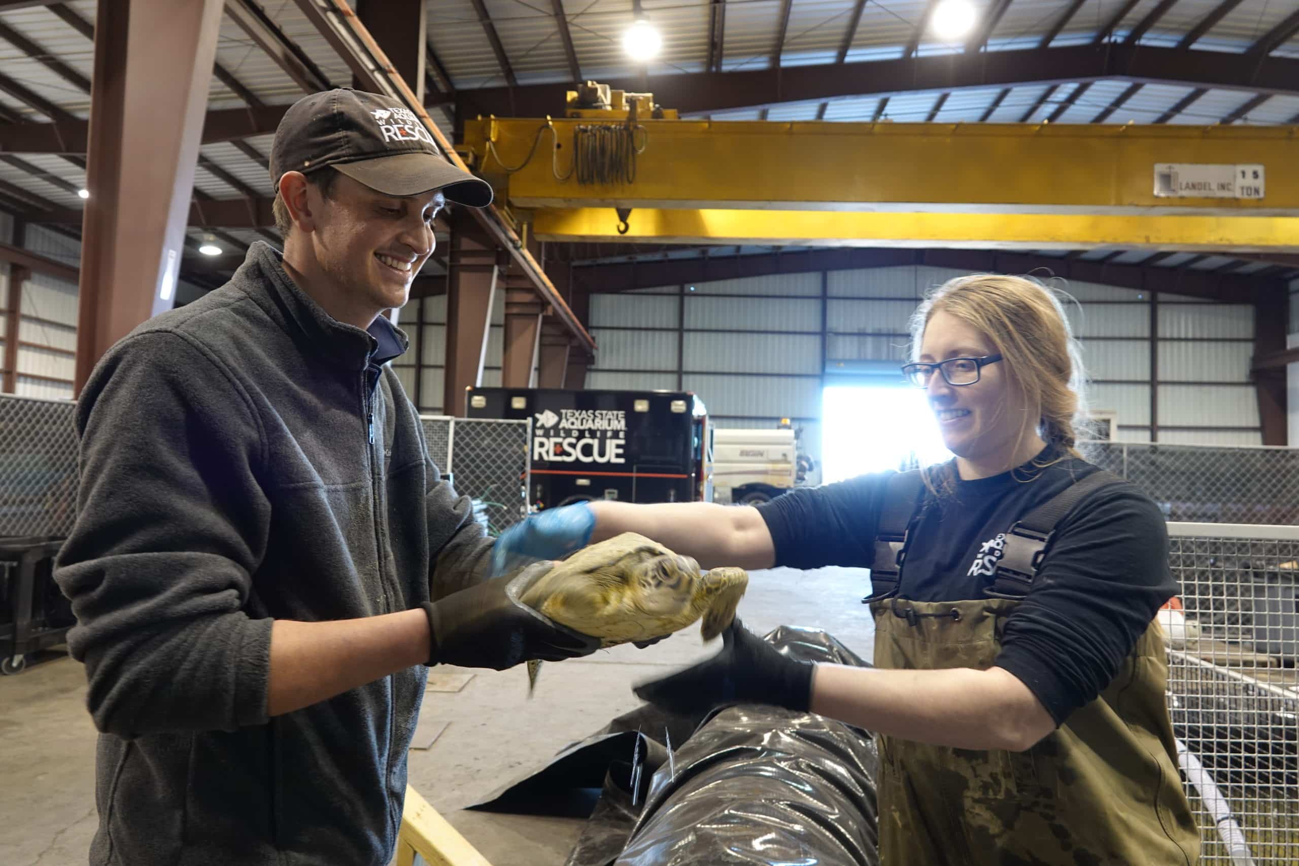 Image of Texas State Aquarium Responds to Over Two Hundred Cold-Stunned Sea Turtles