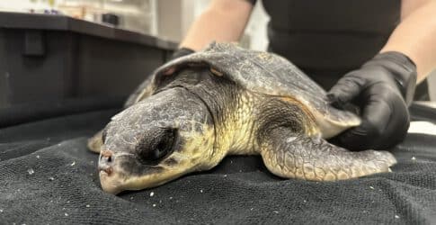 Image of Texas State Aquarium Welcomes 18 Endangered Sea Turtles from New England