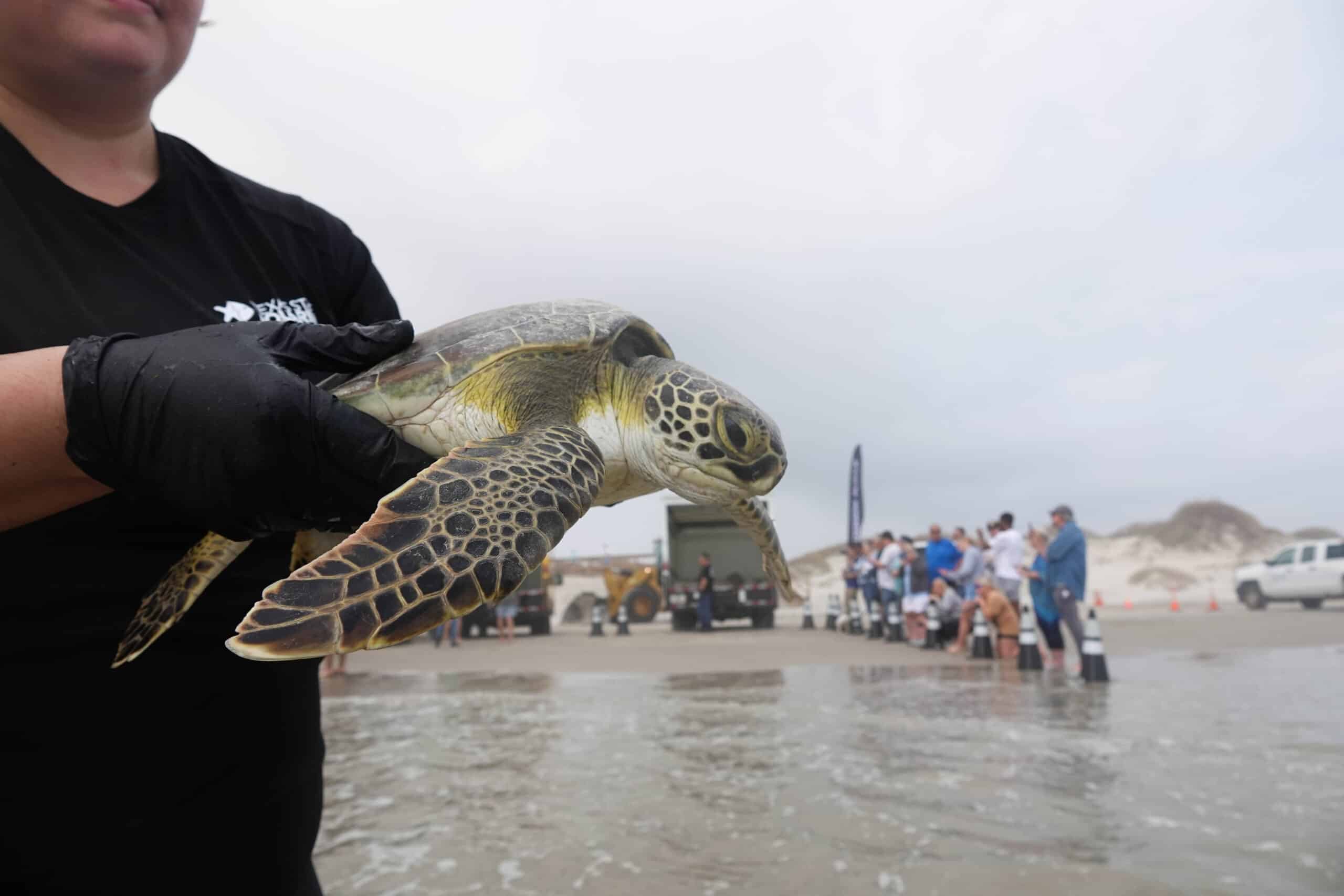 A person wearing black gloves holds a sea turtle above shallow water on a beach, with a group of people and vehicles in the background near sand dunes under a cloudy sky.