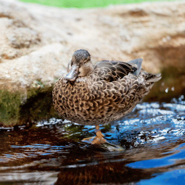 Blue-winged Teal