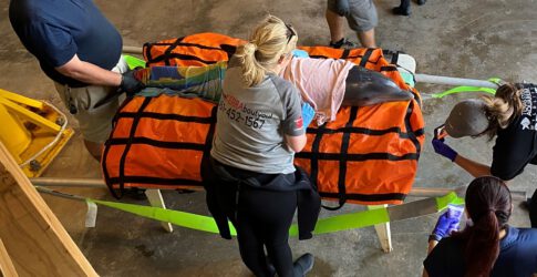 Image of Stranded Dolphin Admitted to the Texas State Aquarium Wildlife Rescue Center