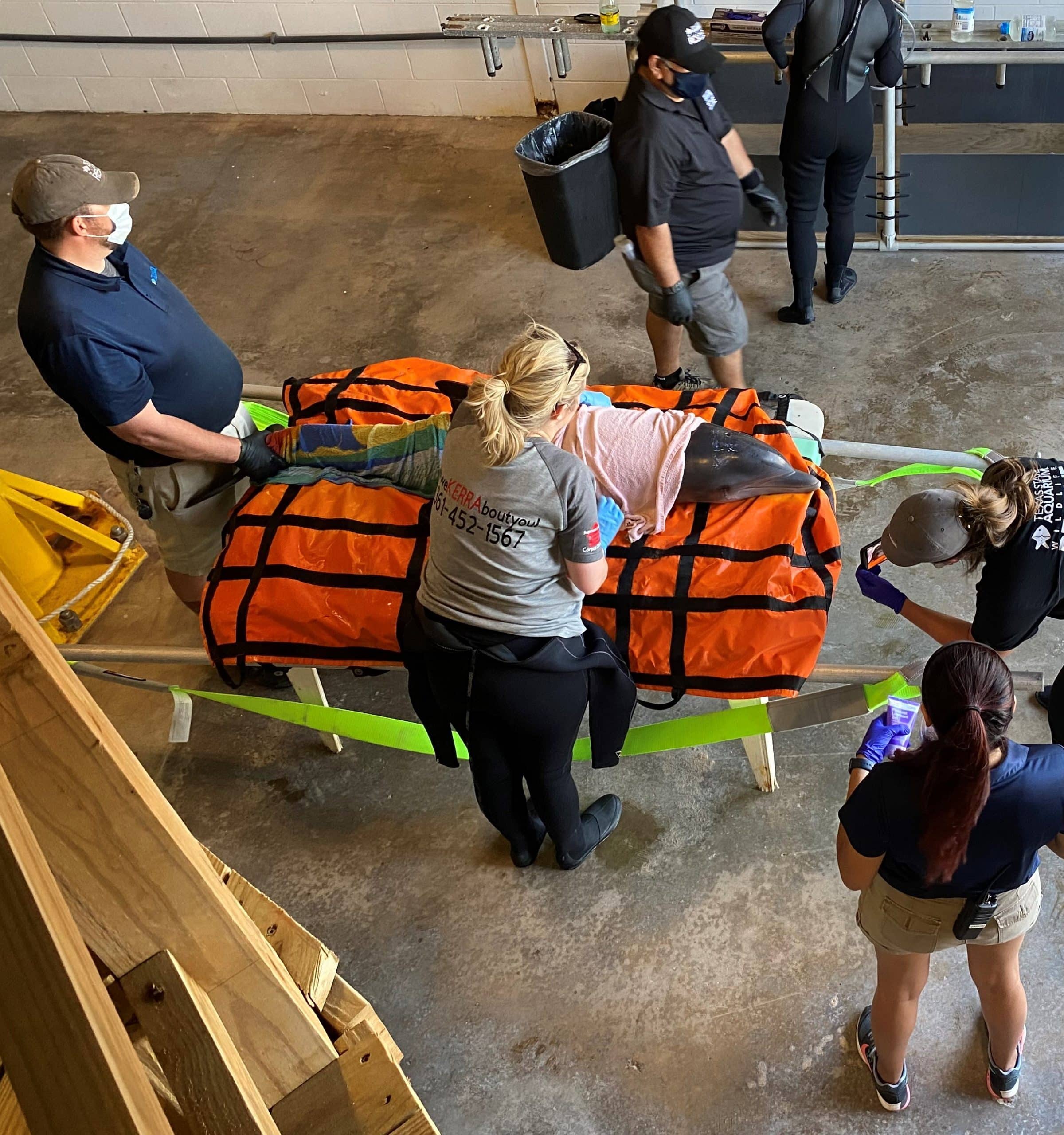 Image of Stranded Dolphin Admitted to the Texas State Aquarium Wildlife Rescue Center