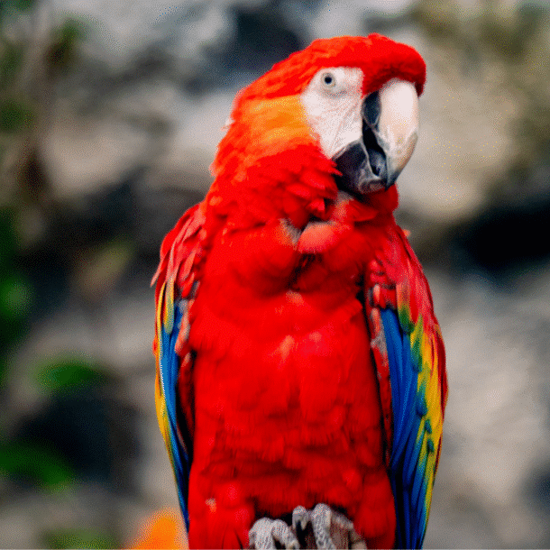 Scarlet Macaw