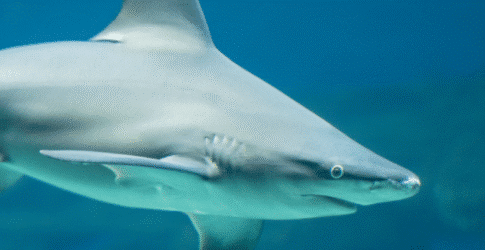 Image of Texas State Aquarium Partners with A&M-Corpus Christi to Teach Conservation, Welfare and Research Course