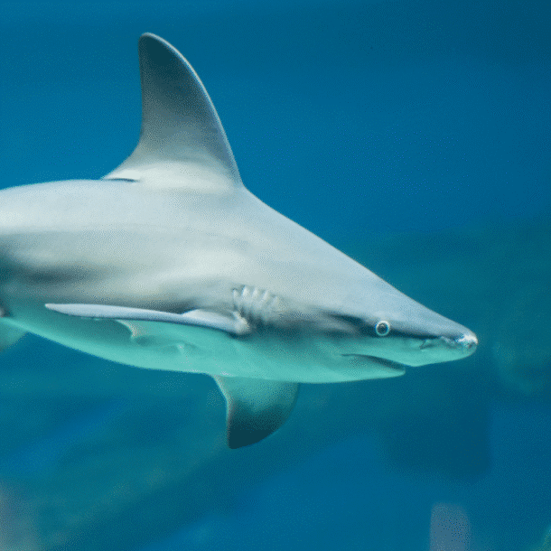 Sandbar Shark