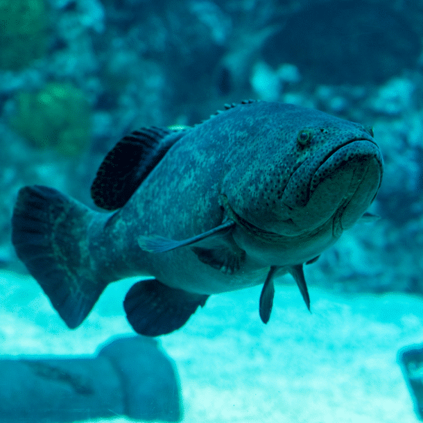 Goliath Grouper