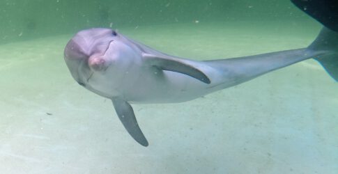 Image of Dolphin Calf Rehabilitated by the Texas State Aquarium Finds Forever Home