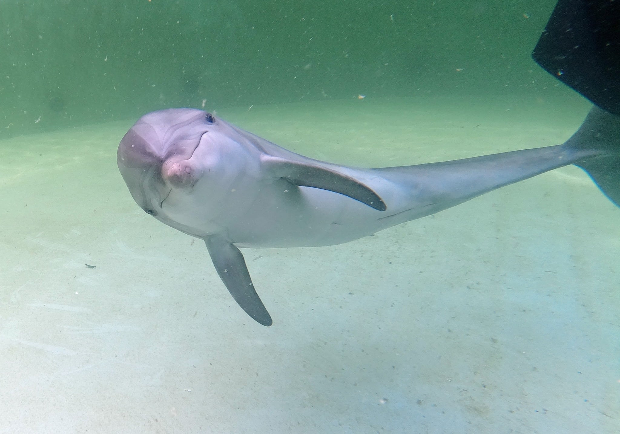 Dolphin Calf