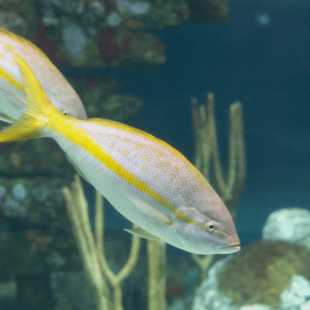 Yellowtail Snapper