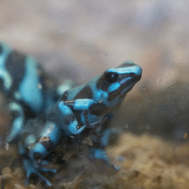 Poison Dart Frog