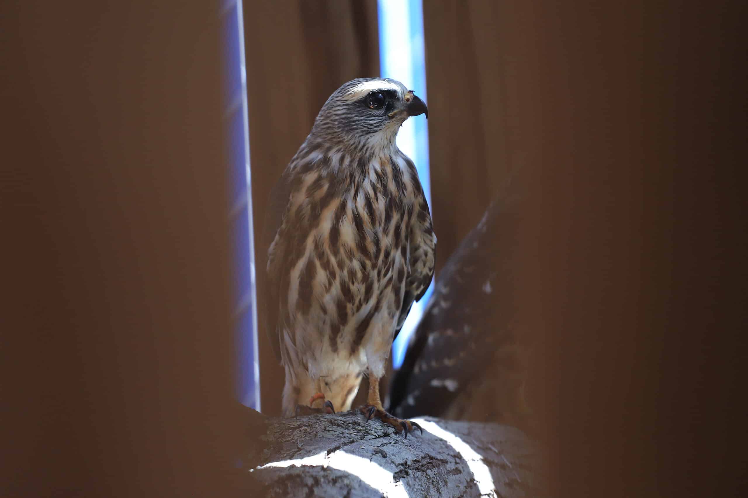Update: Rescued Mississippi Kite Fledglings Image of Update: Rescued Mississippi Kite Fledglings