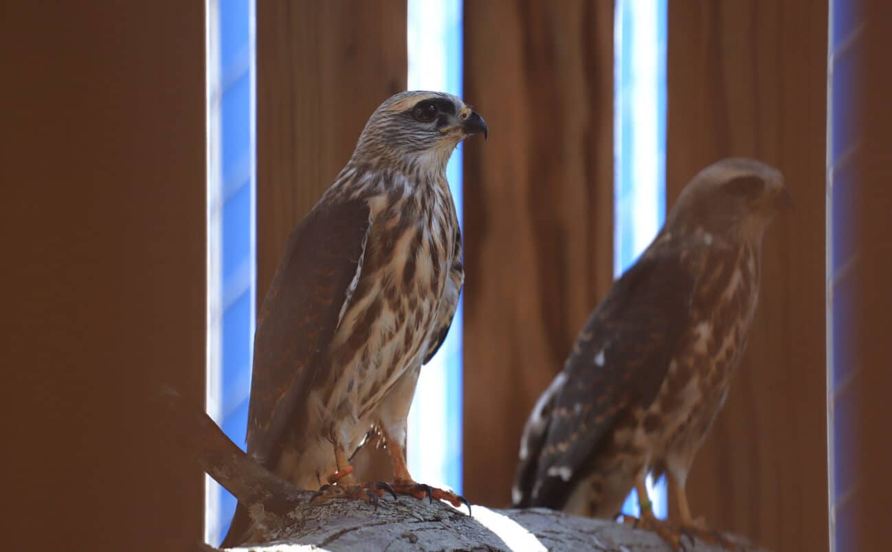 Mississippi Kites rescued