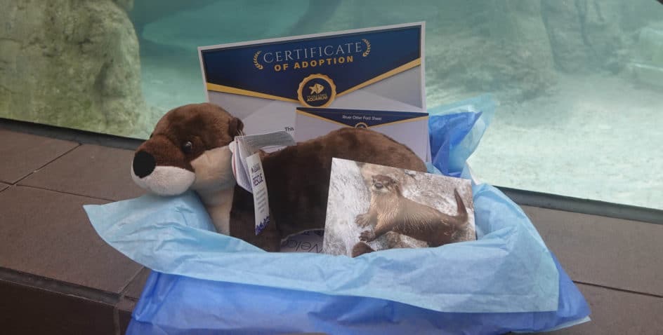 A plush otter toy sits in blue tissue paper with a certificate of adoption and a postcard featuring a real otter, displayed on a stone surface with an aquarium background.