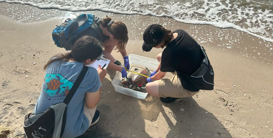 Three people kneel on a sandy beach near the water, examining and noting items collected in a clear plastic bin, possibly for a science or cleanup project.