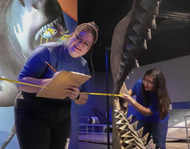 Two women measure a large set of fossilized shark jaws in a museum exhibit. One woman writes on a clipboard while the other holds a tape measure across the jaws. Shark models are visible in the background.