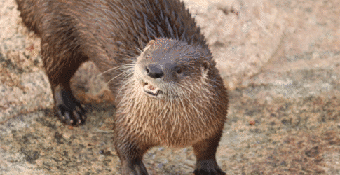 Texas State Aquarium Saddened by Loss of North American River Otter Image of Texas State Aquarium Saddened by Loss of North American River Otter