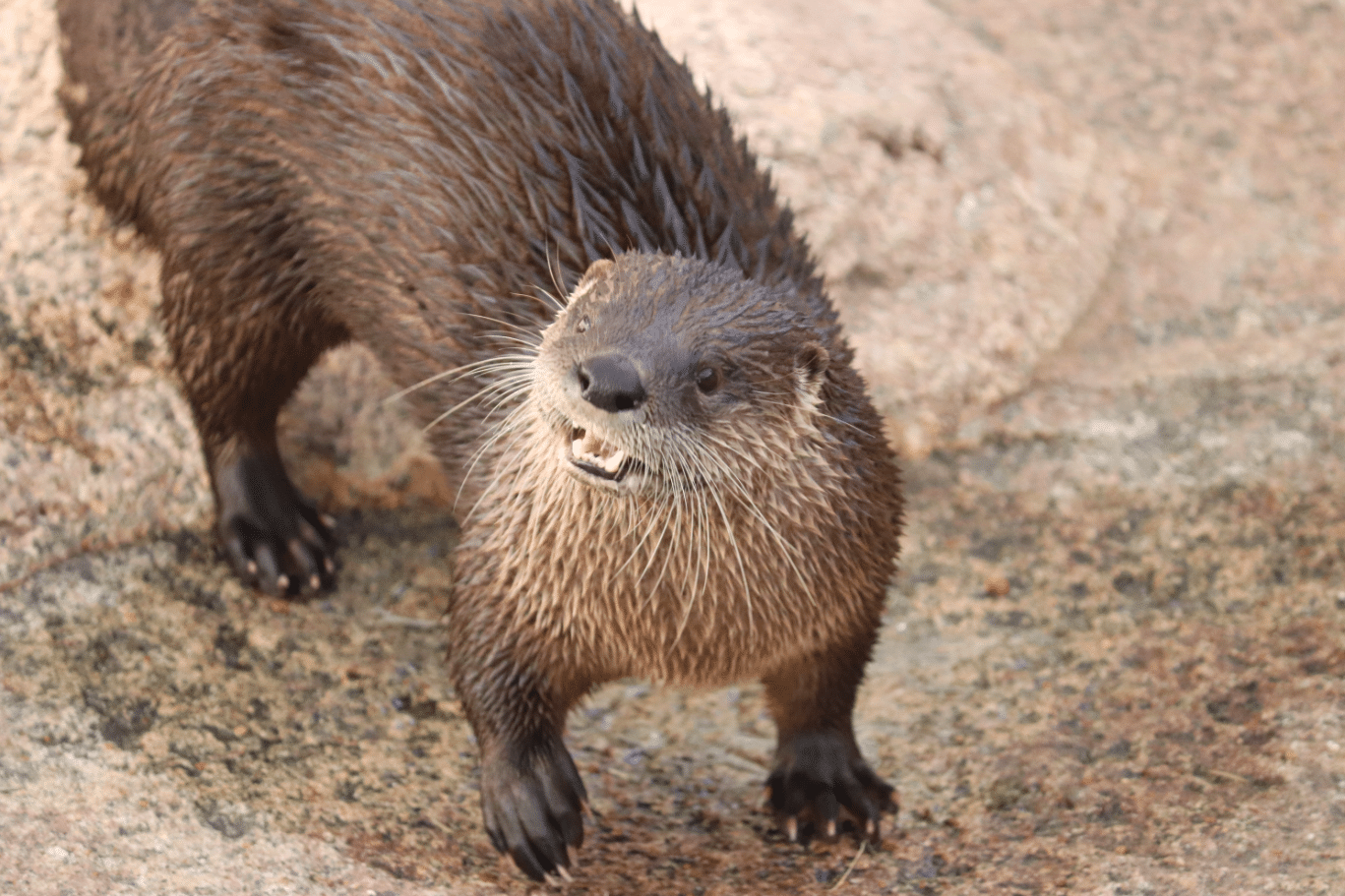 Image of Texas State Aquarium Saddened by Loss of North American River Otter