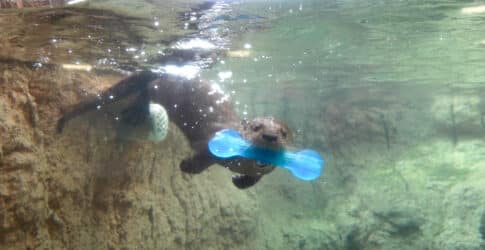 Image of The Texas State Aquarium proudly welcomes  the newest member of its family!