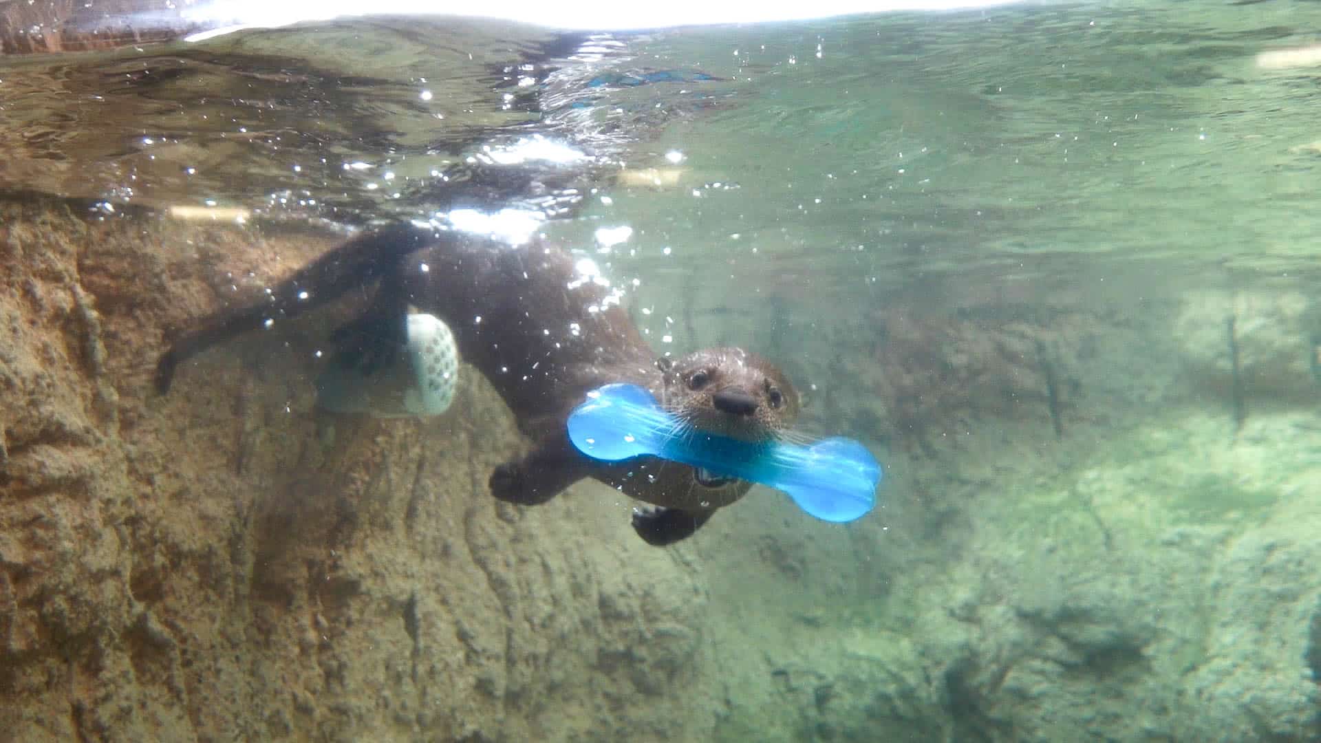Image of The Texas State Aquarium proudly welcomes  the newest member of its family!