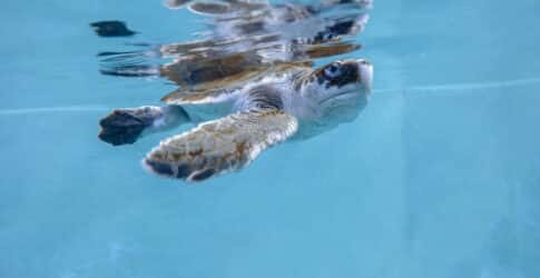 Image of Come Help Cheer on “Champ”