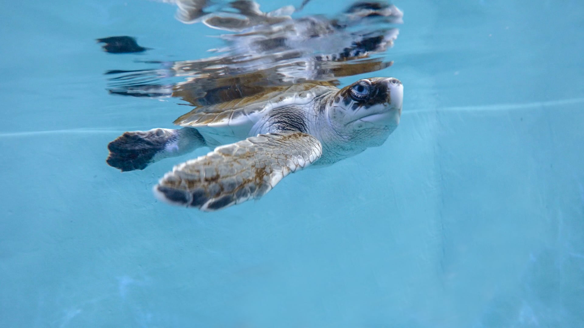 Image of Come Help Cheer on “Champ”