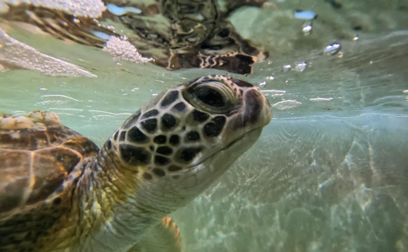 A close-up of a sea turtle swimming underwater, with its head partially above the water’s surface. The turtle’s patterned shell and face are clearly visible in the clear blue water.