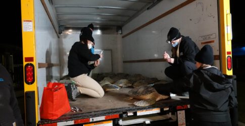 Image of Cold Stunned Sea Turtles – Feb. 5, 2022