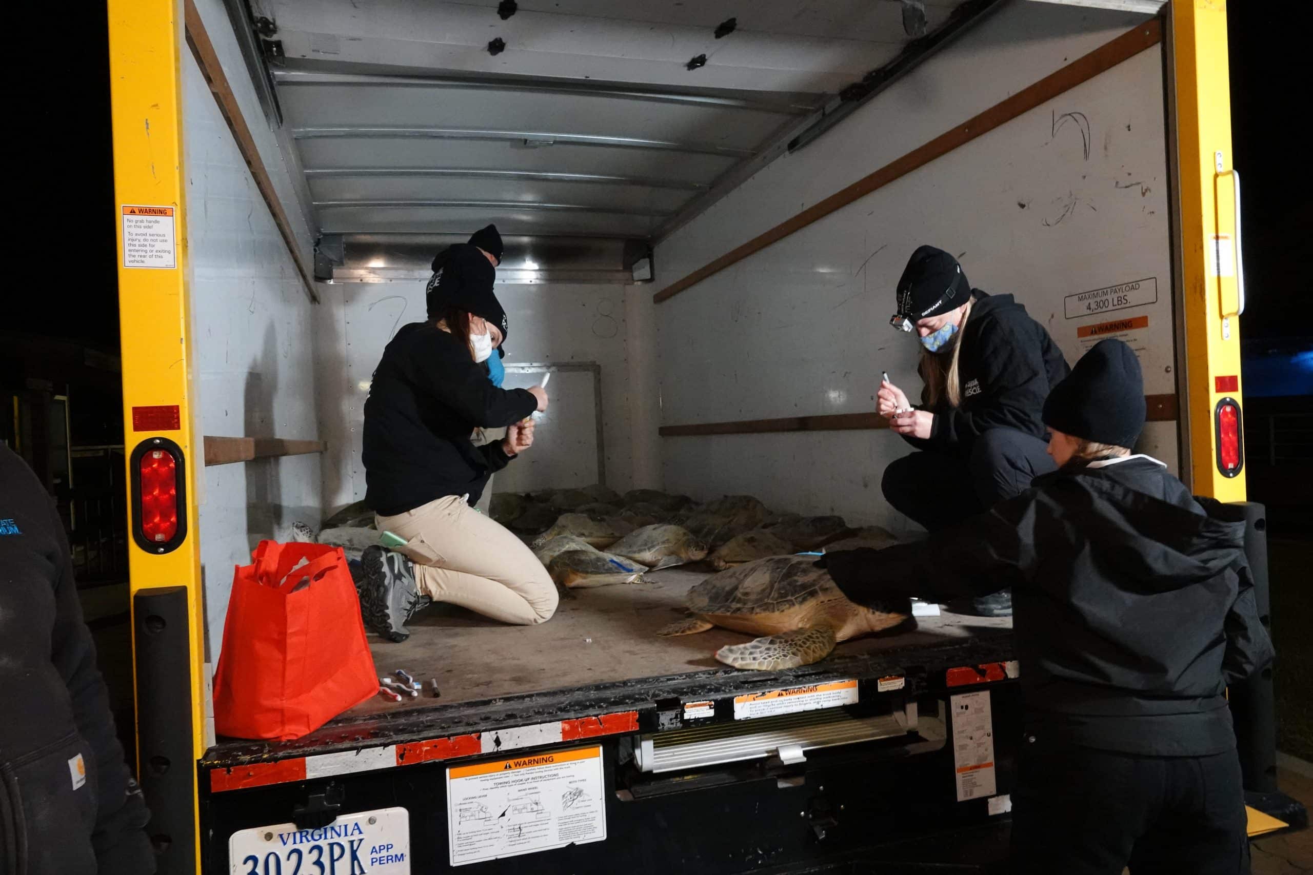 Image of Cold Stunned Sea Turtles – Feb. 5, 2022