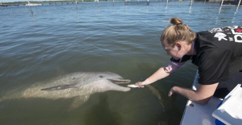 Image of Rescued Dolphin Calf Update
