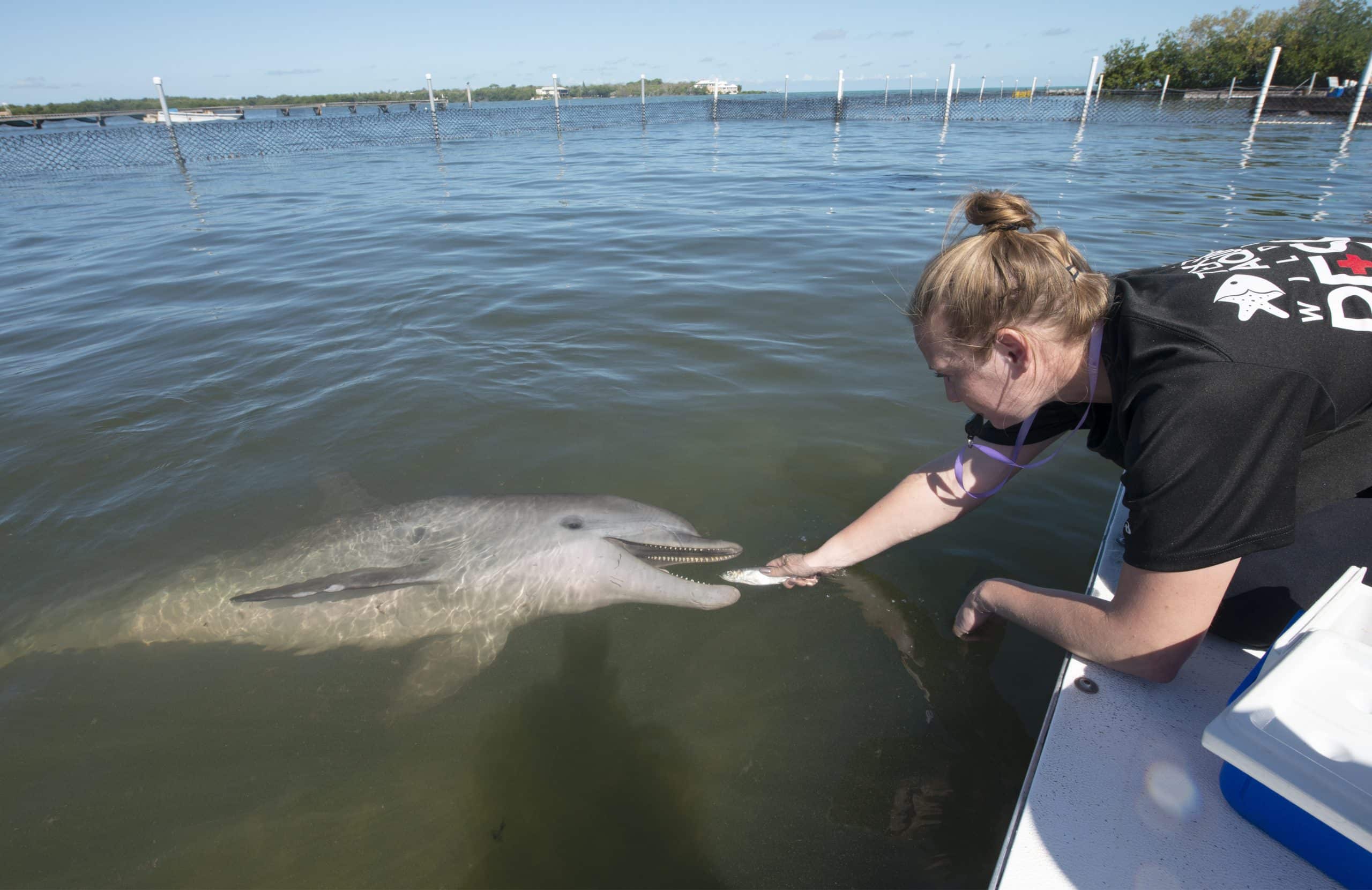 A person leans over the edge of a dock to feed a dolphin a fish in a calm, enclosed body of water on a sunny day.