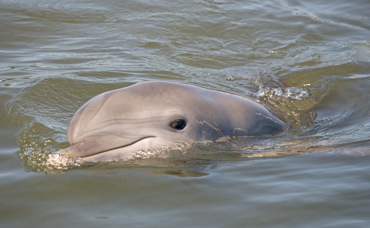 A bottlenose dolphin swims near the surface of calm water, with its head partially above the water and a gentle ripple surrounding it.