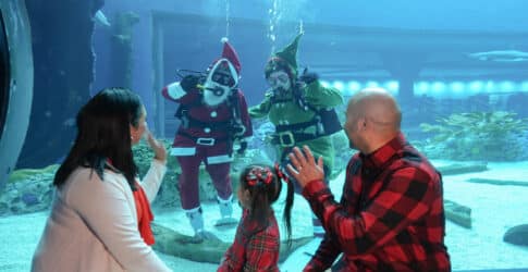 Texas State Aquarium Announces Holiday Hours and Programming Image of Texas State Aquarium Announces Holiday Hours and Programming