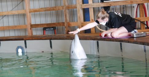 Image of Rescue Dolphin Calf Update!