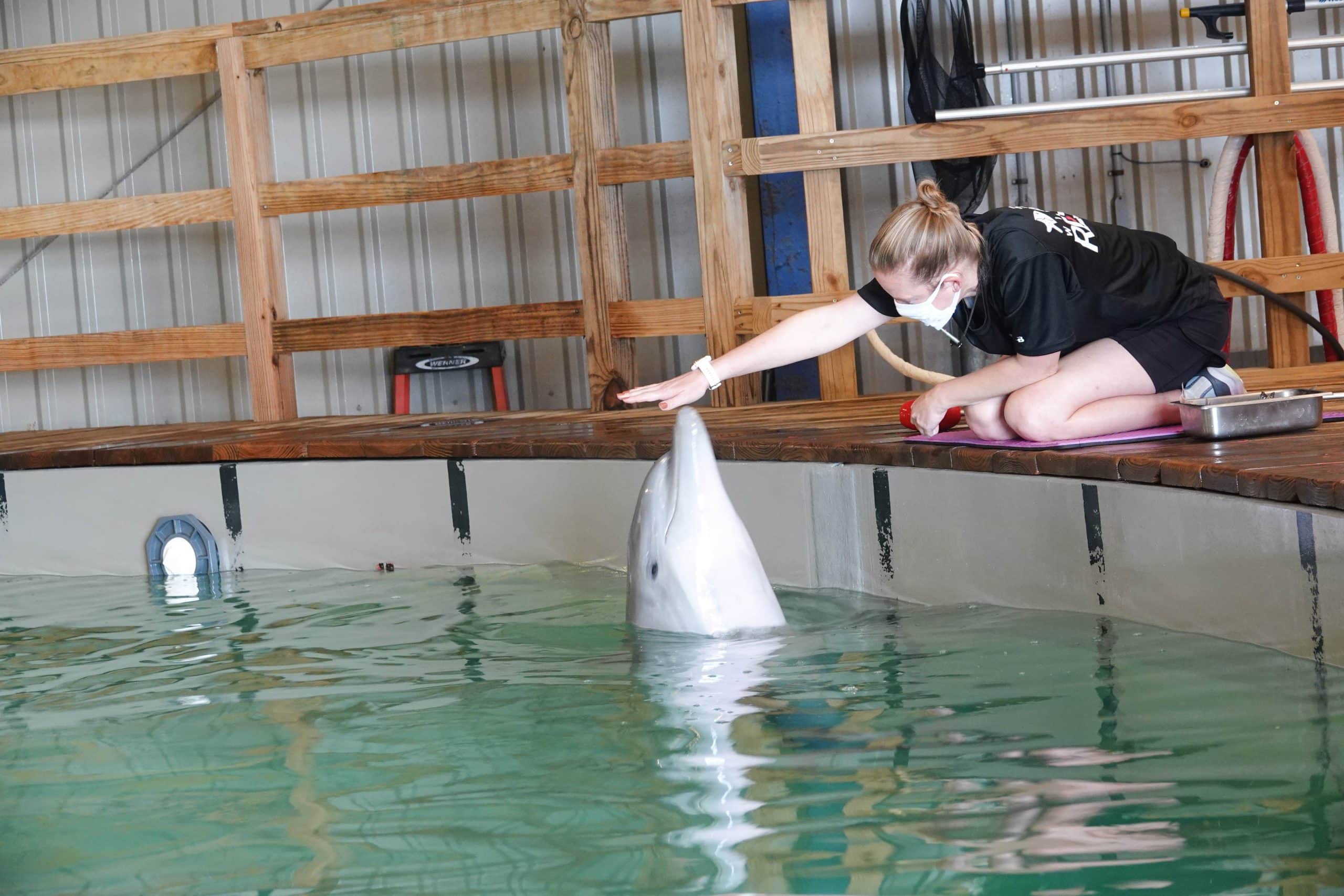 A woman wearing a face mask crouches by the edge of a pool, reaching out to touch a beluga whale that is poking its head above the water in an indoor facility.