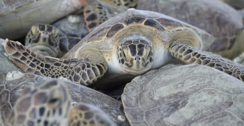 Image of Texas State Aquarium Prepares for Impending Cold Front with  Wildlife Rescue and Facility Readiness
