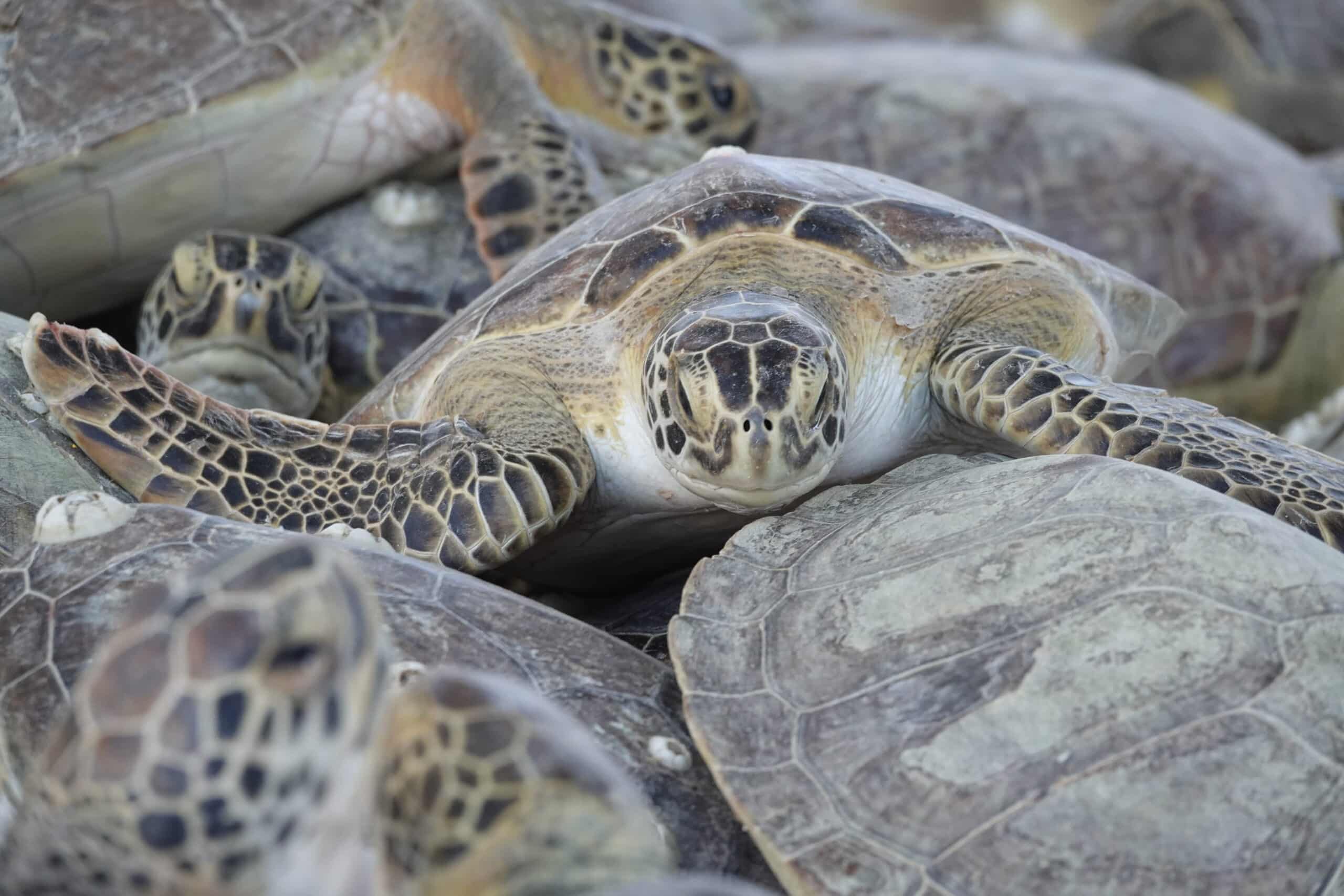 A close-up of several sea turtles crowded together, with one turtle in the center facing the camera, showing its patterned shell and detailed facial features.