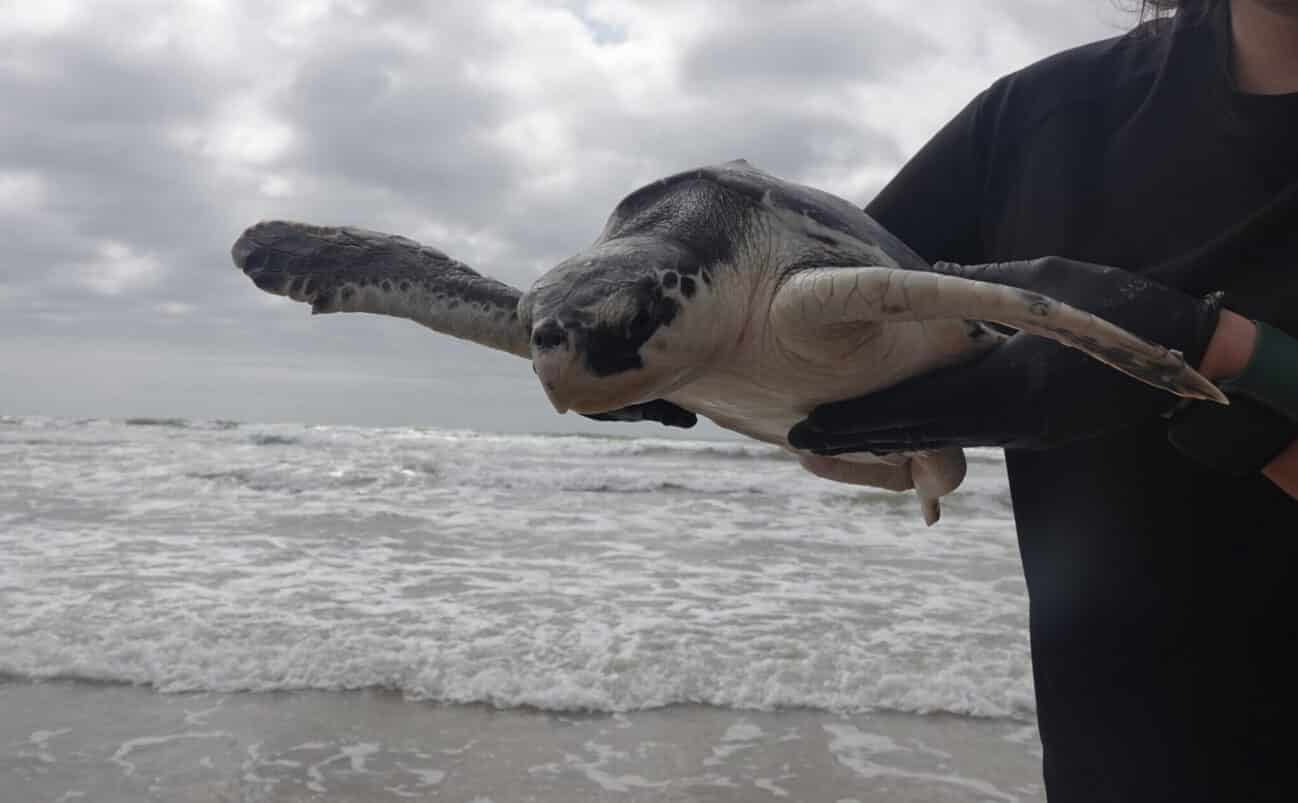 A person wearing gloves and a black shirt holds a sea turtle near the ocean shoreline, with waves and a cloudy sky in the background.