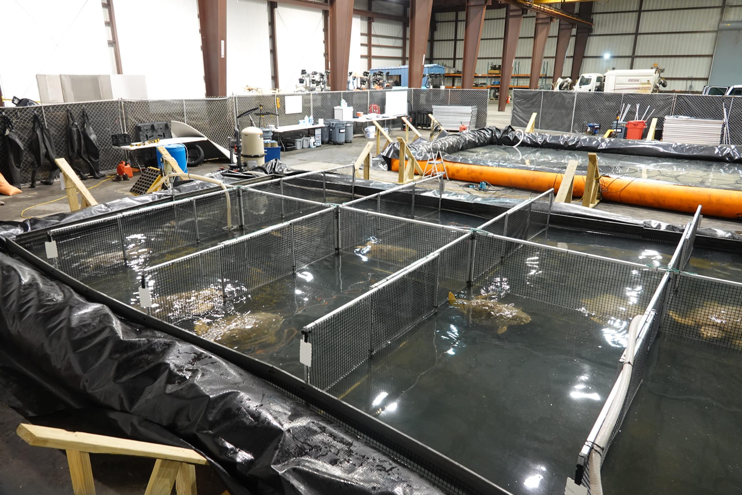 Indoor aquaculture facility with multiple large tanks separated by mesh dividers, various equipment and supplies along the walls, and fish visible in the water under bright industrial lighting.