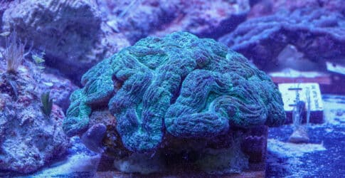 Rescued Corals from Threatened Florida Reef Arrive at the Texas State Aquarium Image of Rescued Corals from Threatened Florida Reef Arrive at the Texas State Aquarium