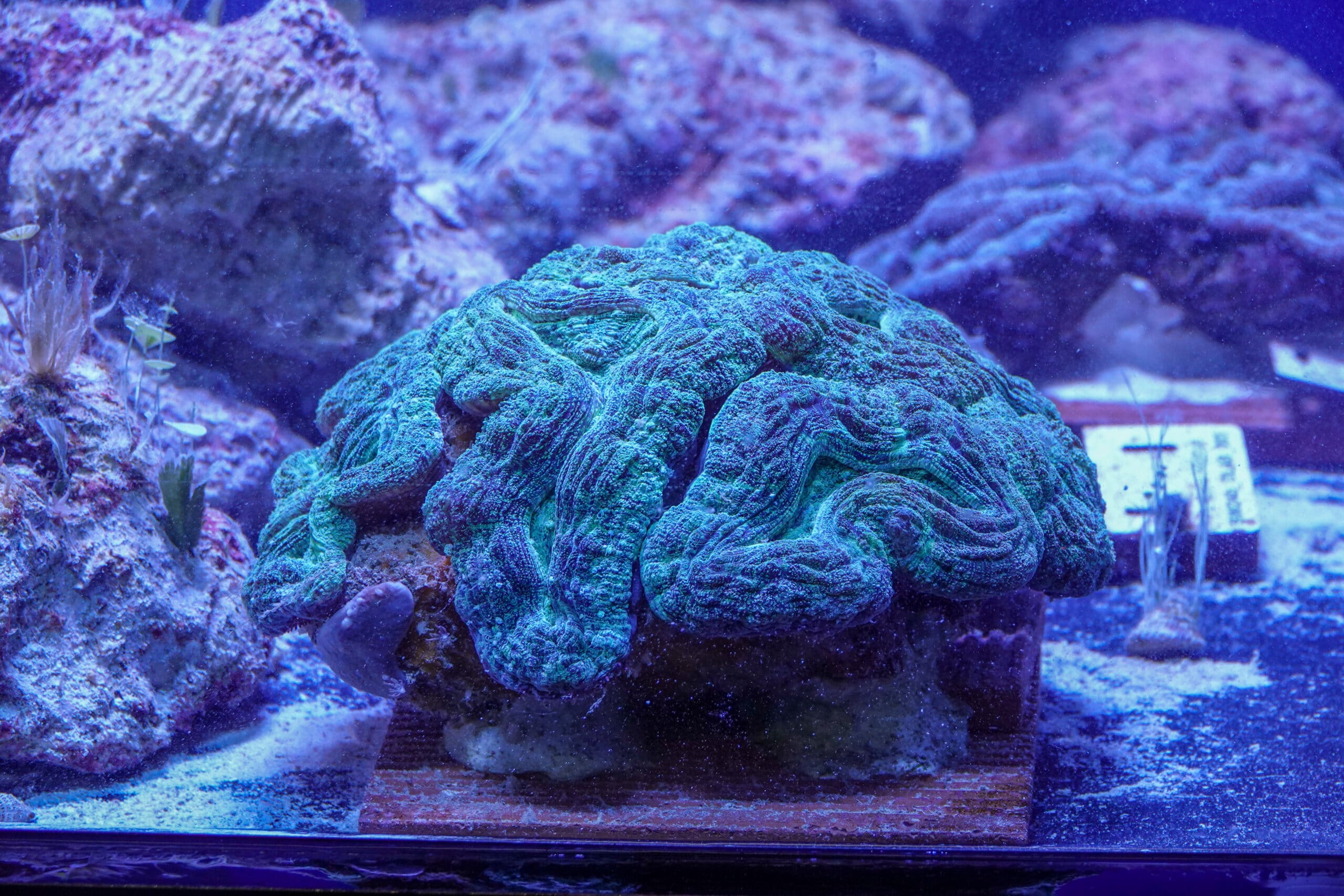 Image of Rescued Corals from Threatened Florida Reef Arrive at the Texas State Aquarium