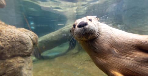 Image of Texas State Aquarium’s Rescue Otter Fisher Captures Hearts Around the World