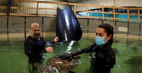 Image of Record Breaking Number of Cold Stunned Sea Turtles Rescued and Receiving Treatment at Texas State Aquarium