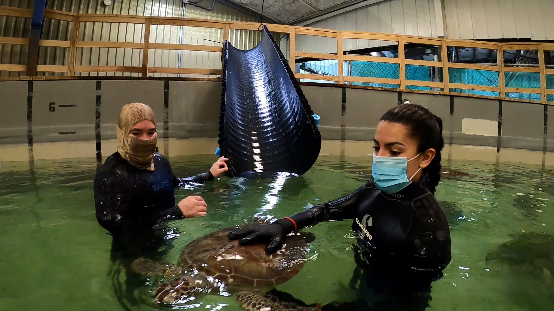 Image of Record Breaking Number of Cold Stunned Sea Turtles Rescued and Receiving Treatment at Texas State Aquarium