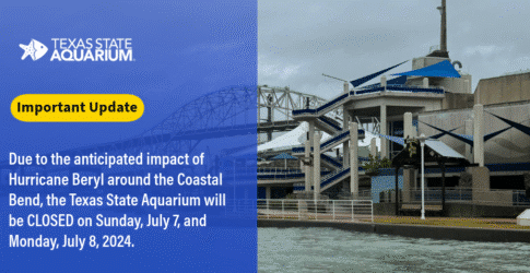 Texas State Aquarium Announces Temporary Closure Due to Hurricane Beryl Image of Texas State Aquarium Announces Temporary Closure Due to Hurricane Beryl