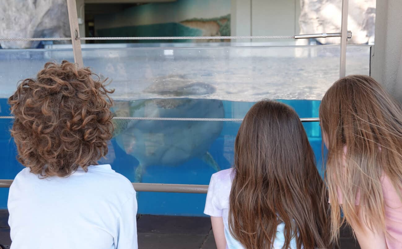 Three children with their backs to the camera watch a large sea turtle swimming in a tank at an aquarium. The turtle is partly submerged, visible through the glass.