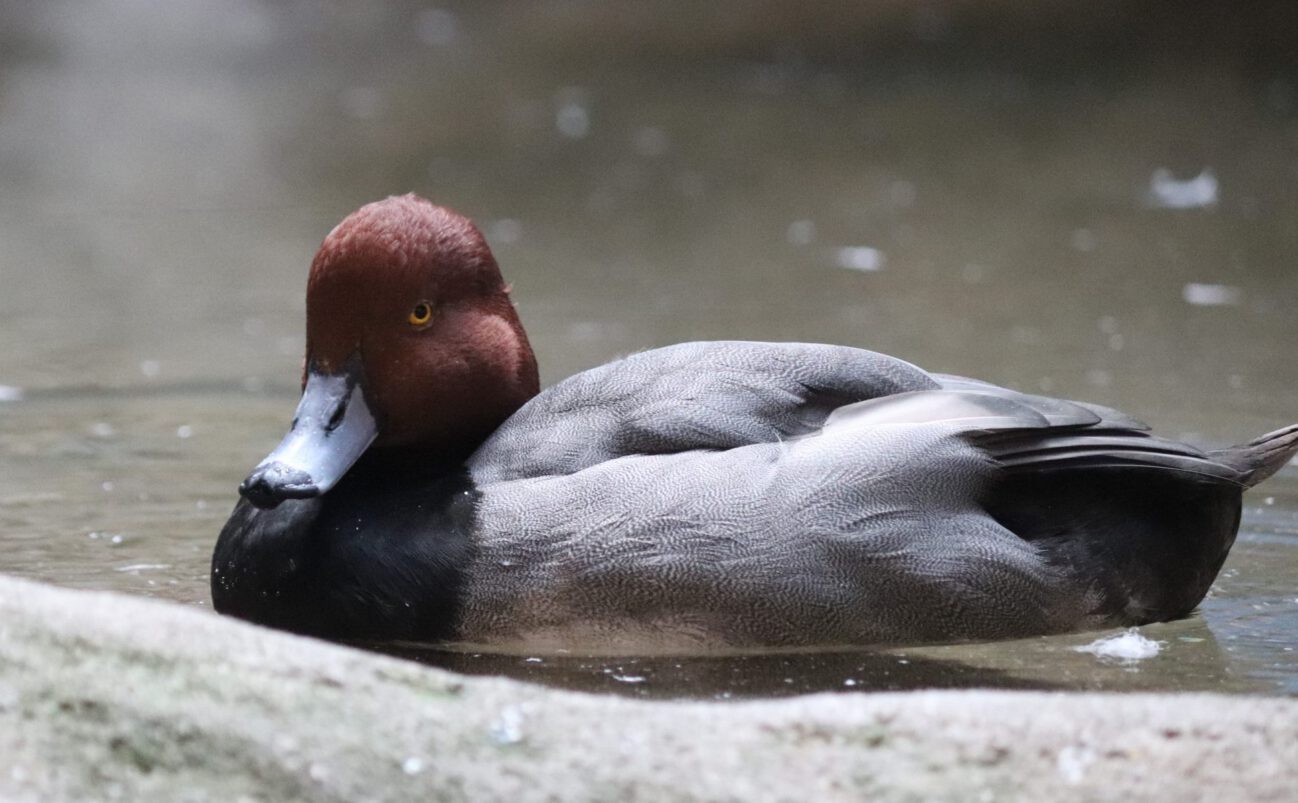 A brown-headed duck with a dark bill and grayish body floats on calm water, partially framed by a rock in the foreground.