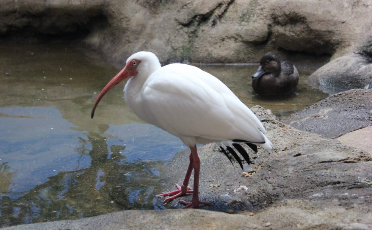 A white ibis with a long, curved red bill stands on rocky ground near shallow water, while a brown duck floats in the background.